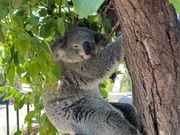 コアラと写真撮影