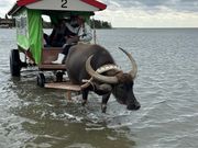 西表島から由布島へ水牛車で移動