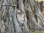 最も有名なアユタヤの遺跡。段々顔に木の幹が被さってきて、100年後には、隠れてしまうかも。