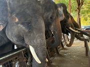 象は、１日に100キロの餌を食べるそう。餌を買って餌やりも体験できます。