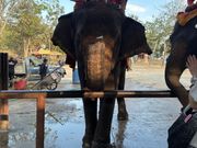 象に乗りました。高所の10分間は、迫力満点。乗る価値ありです。