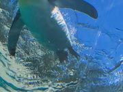 旭山動物園空飛ぶペンギン