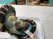 貝は、、結構臭いです