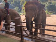 ゾウショーの一コマ