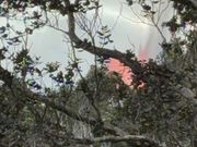 木の間からのマグマ噴出