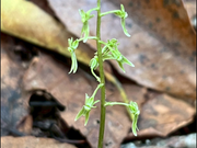 絶滅危惧種の蘭に遭遇