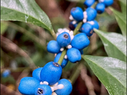 琉球ルリミノキの控えめなブルーに一目惚れ