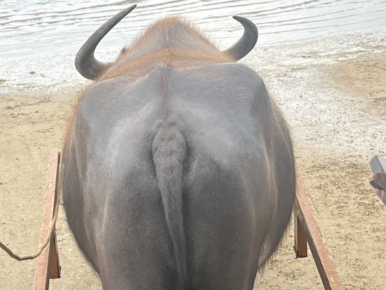 初めての水牛車・ヒップを📷パチリ