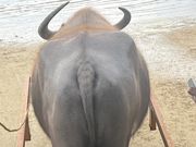 初めての水牛車・ヒップを📷パチリ