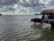 由布島への牛車