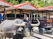 バッチリカメラ目線な水牛