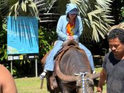 水牛🐃に乗れました