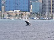 ザトウクジラのジャンプ🐋ワイキキ沖