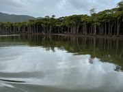 マングローブツアー