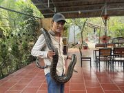 目の前に大きなヘビがいる