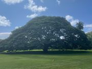 思わず歌いたくなる某CMの木🌳