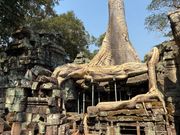 ガジュマルの破壊力