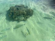 シュノーケリング