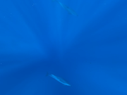 水中でたくさんのイルカちゃん達と出会えました。
こんなにいるの！ってびっくり