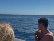 クジラにも出会えました。
子鯨が遊んでいるのか、何度もジャンプしてました。