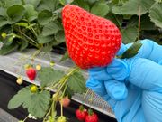 全体が赤いのを食べること