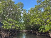 マングローブをカヌーから観察