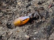 シオマネキさん達の家にも連れていってくれました