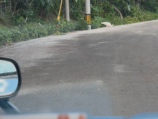 道端に白孔雀さんが！！