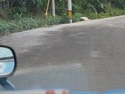 道端に白孔雀さんが！！