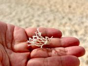 珊瑚のかけらー「普通は寄らない海岸」で