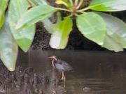 ムラサキサギさん