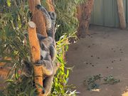 コアラが可愛いすぎた〜