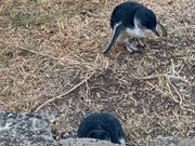 日没前にペンギンに遭遇🩷