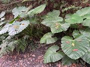 子供に戻って葉っぱの福笑い