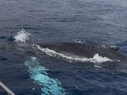 クジラがすぐ側に！