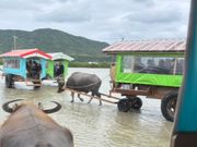由布島から水牛車で