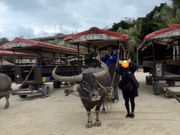 竹富島　水牛車観光の後
