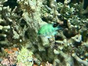 シュノーケリング