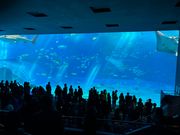 美ら海水族館