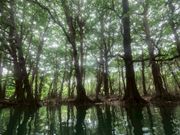 木が水面に映って綺麗でした