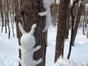 ニングルテラスにて、雪うさぎの木登り