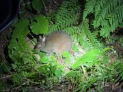 アマミノクロウサギ