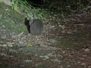 毛繕い中のアマミノクロウサギ