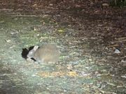 食事中のアマミノクロウサギ