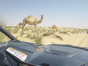 ラクダにも遭遇しました