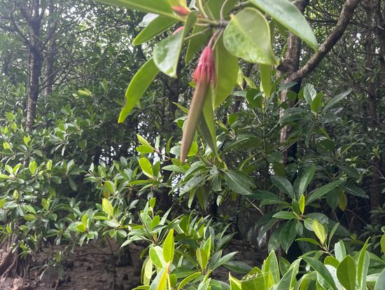 マングローブの種