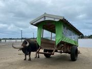 由布島の水牛車