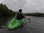 浦内川でのマングローブカヌー