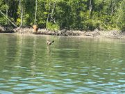 イーグルス始めて見ました。