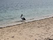 奥の浜辺でペリカン❣️